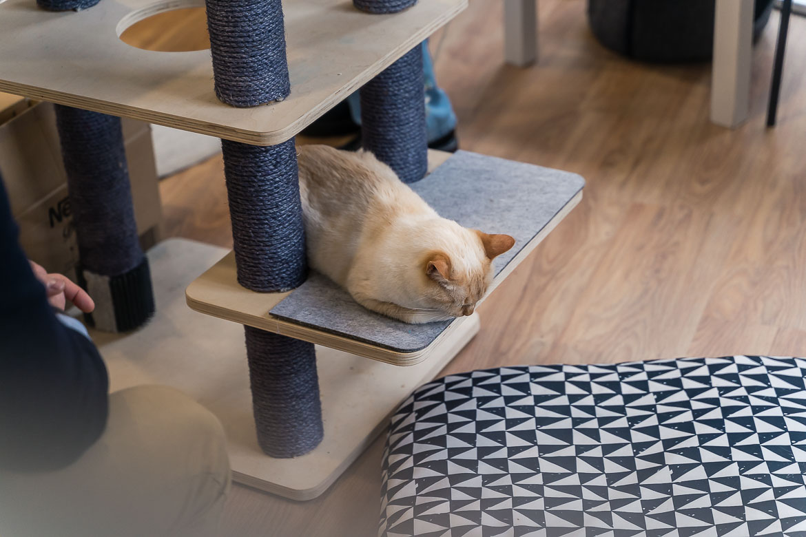 This image shows a cat taking a nap at Gatoteca Cat Café, one of the cosiest places to visit in Madrid in 5 days.
