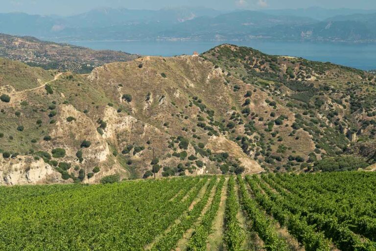 The view of Riras vineyard and the Corinthian Gulf in the background.
