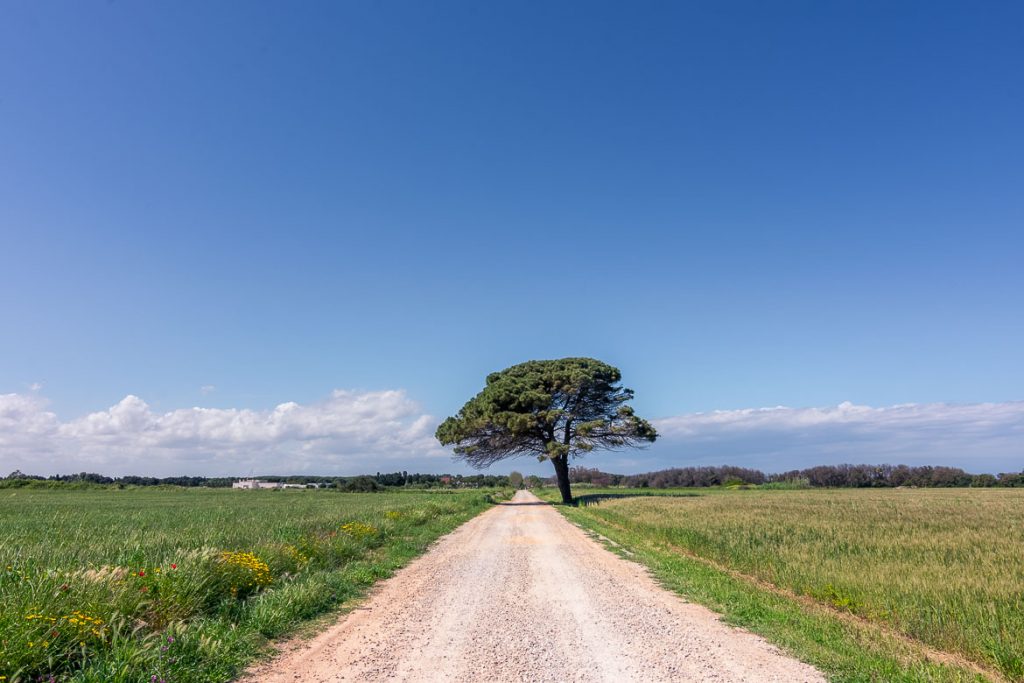 Our Puglia Road Trip Itinerary: 2 Weeks in Italy’s Heel This photo shows a strada bianca, one of those iconic dirt roads of the Italian countryside. There is low vegetation on both sides of the road and a gorgeous lonely tree almost in the middle. This is what a Puglia road trip looks like.