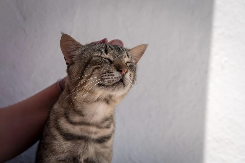 This is a close up of a cat as he enjoys Maria petting him on the head.